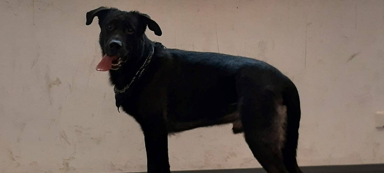 Hund Balou reist alleine nach Köln