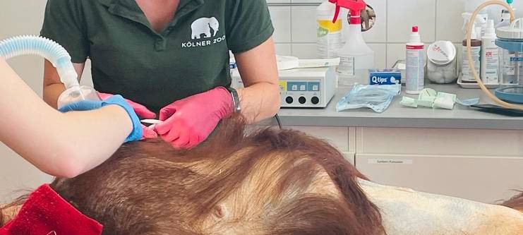 OP-Team aus Porz operiert Orang-Utan-Dame
