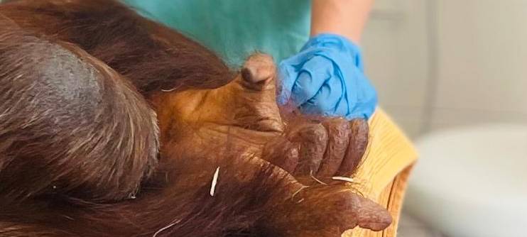 OP-Team aus Porz operiert Orang-Utan-Dame