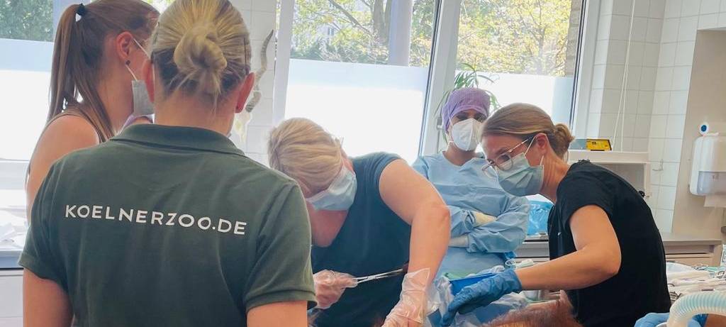 OP-Team aus Porz operiert Orang-Utan-Dame