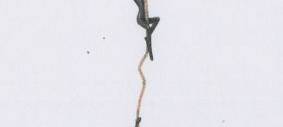 Diebe von Bronze-Skulptur gesucht