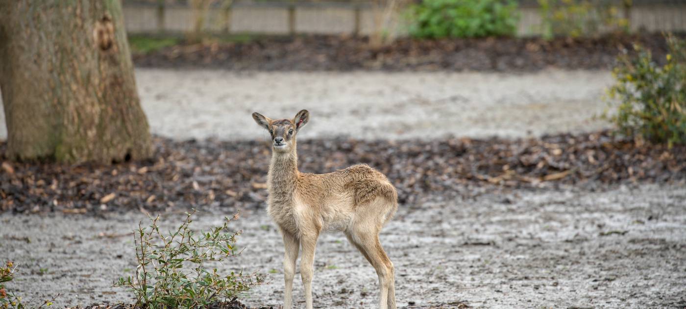 Antilopen-Nachwuchs im Kölner Zoo