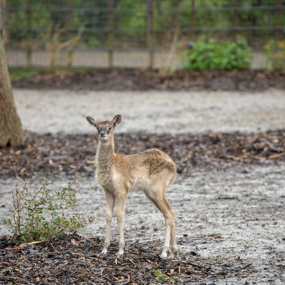 Antilopen-Nachwuchs im Kölner Zoo - Radio Köln