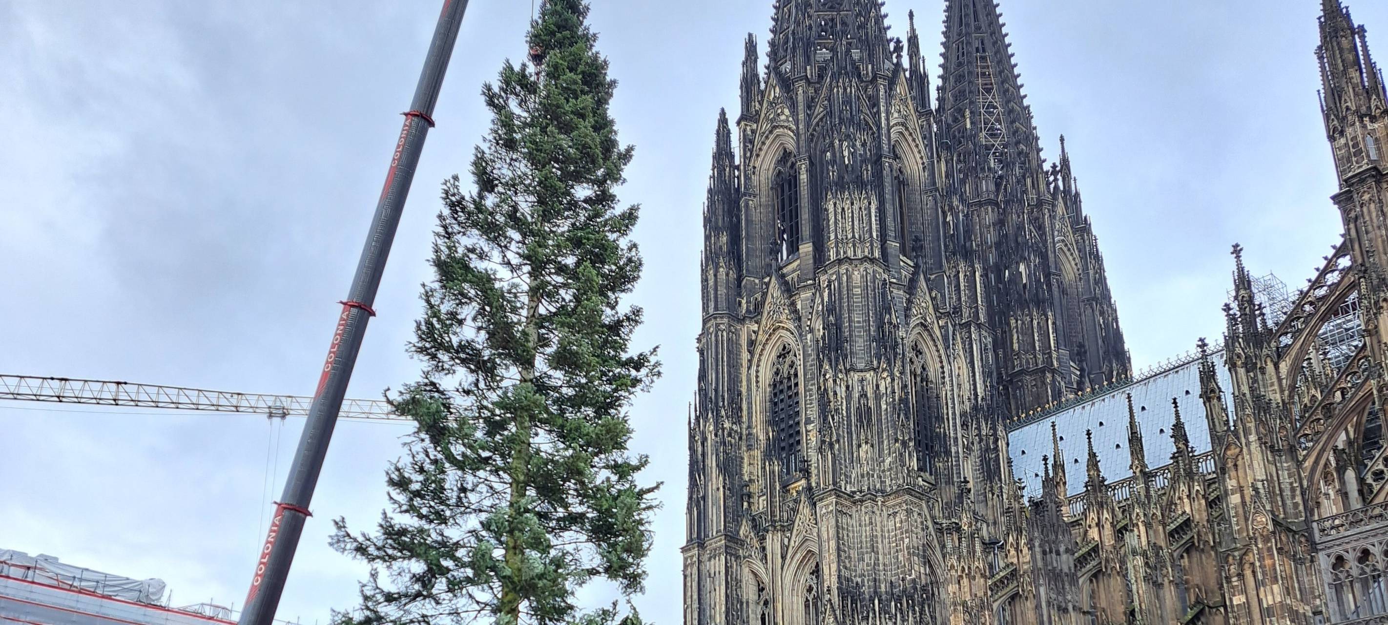 Baum aus der Eifel wird am Roncalliplatz aufgestellt