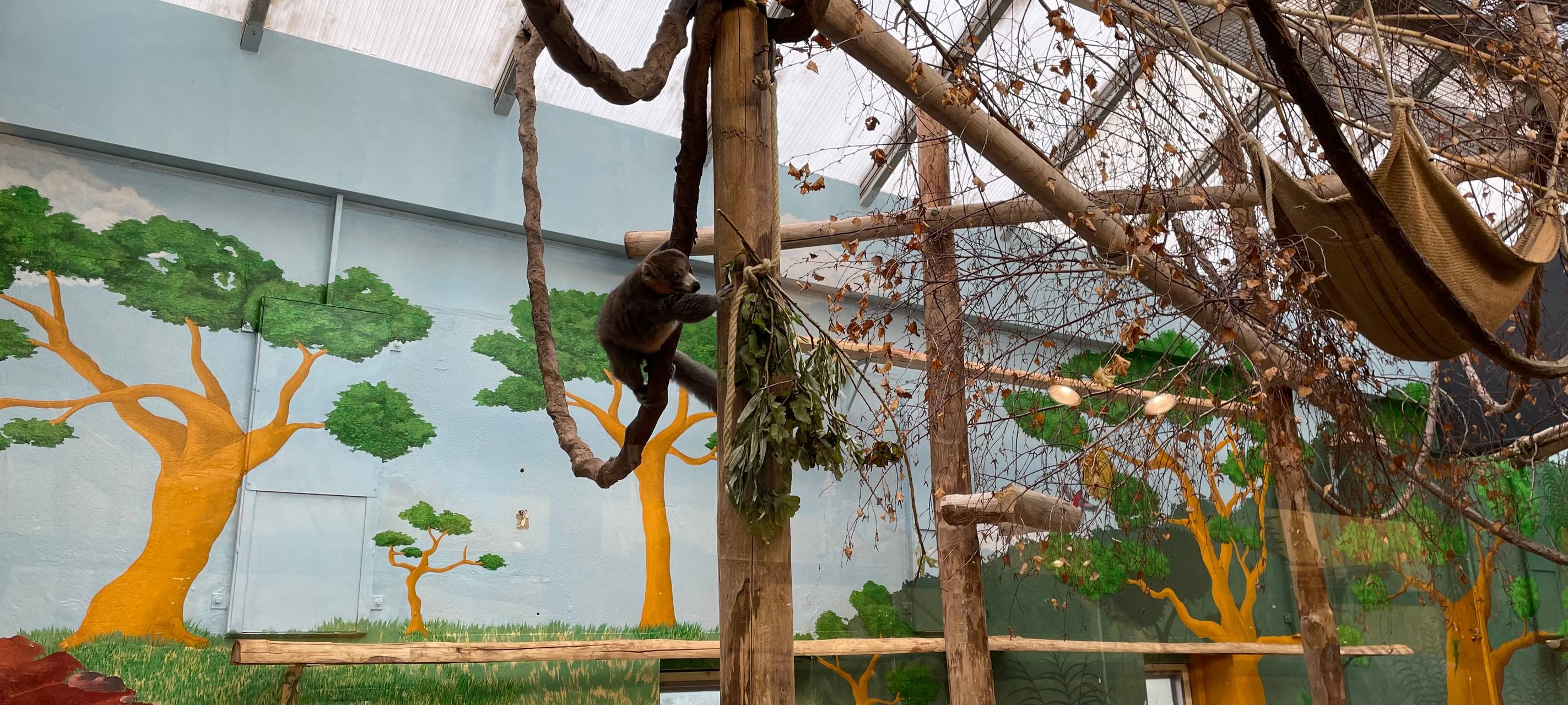 Neue Lemurenart zieht in den Kölner Zoo
