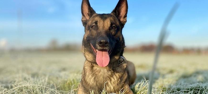 Polizei Hund Sam stellt Einbrecher