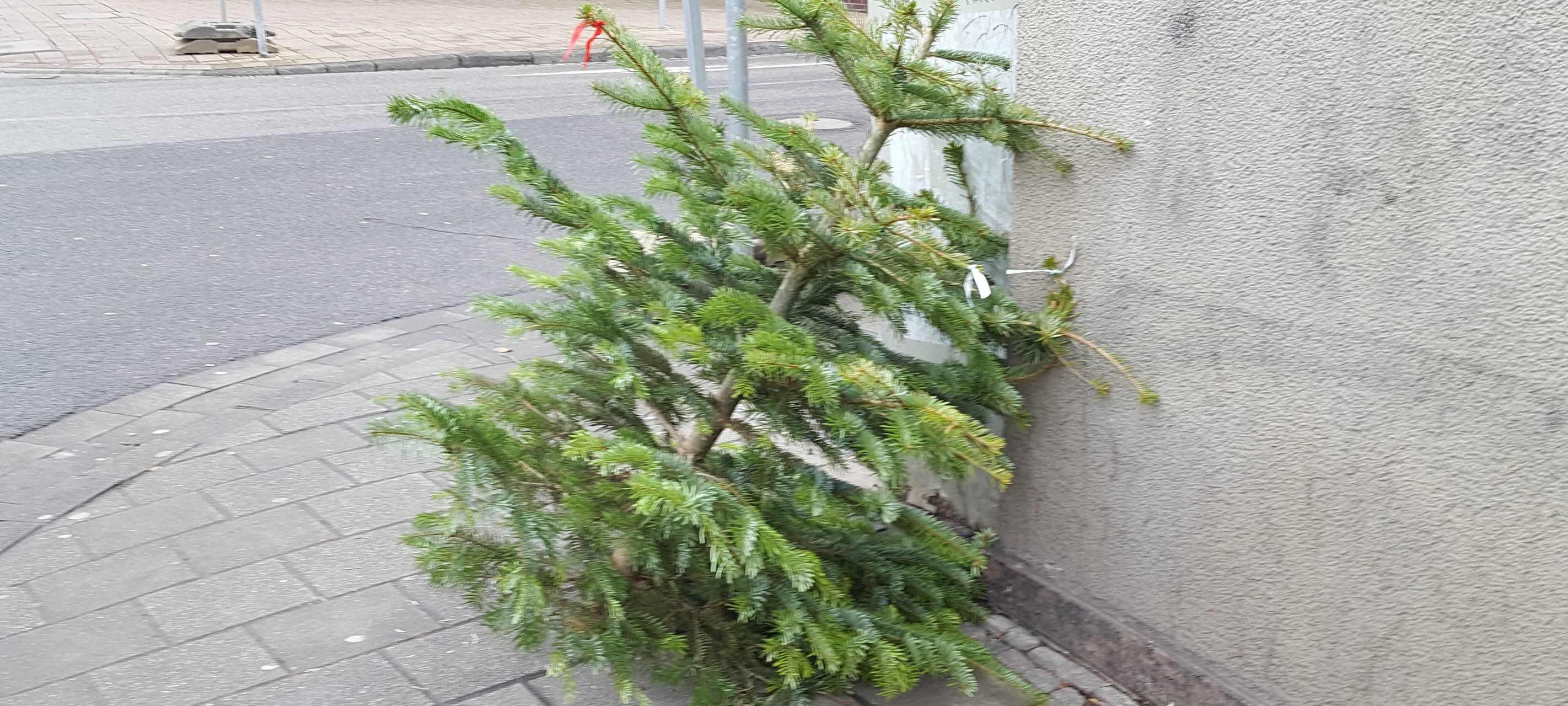 Feste Termine für Weihnachtsbaum-Abholung