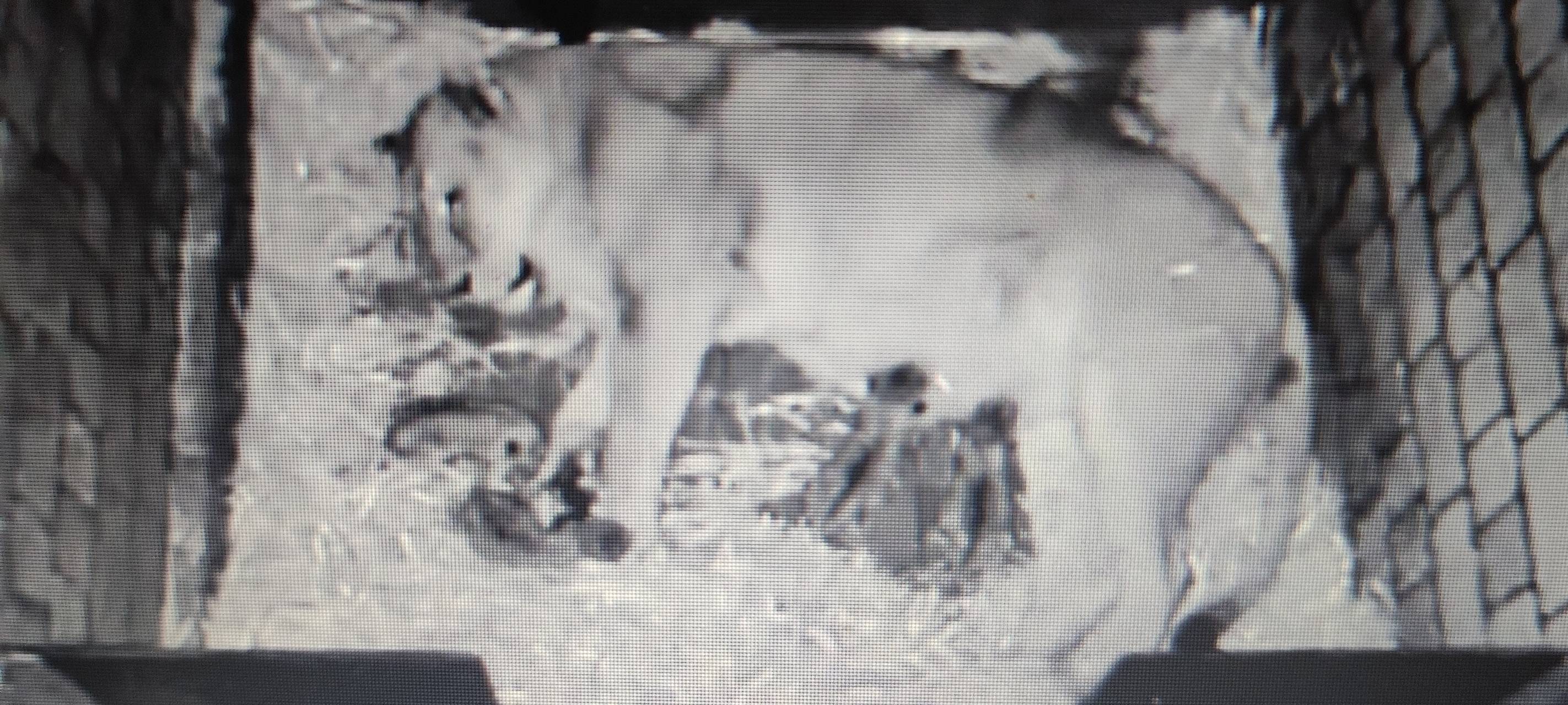 Löwenbabys im Kölner Zoo geboren