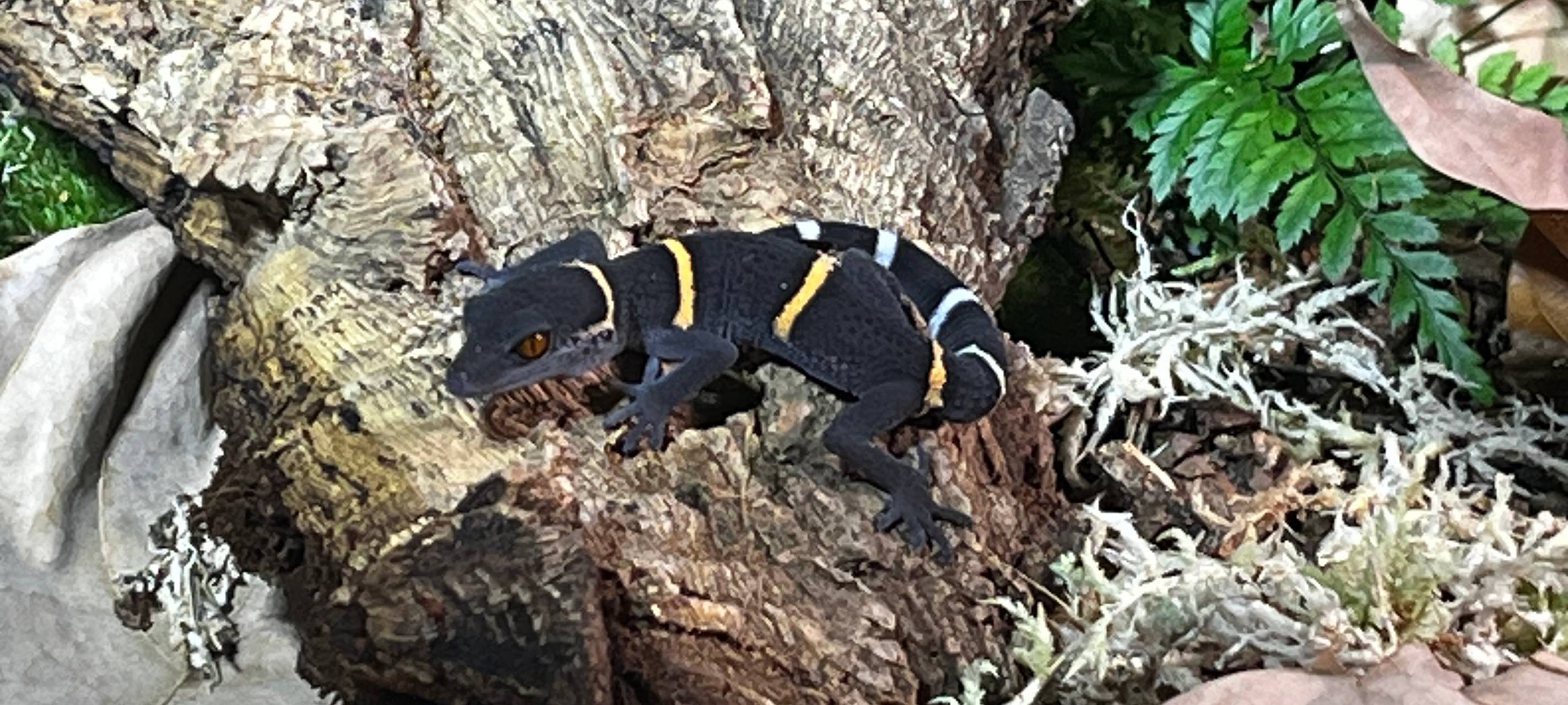 Gecko ist das „Zootier des Jahres“