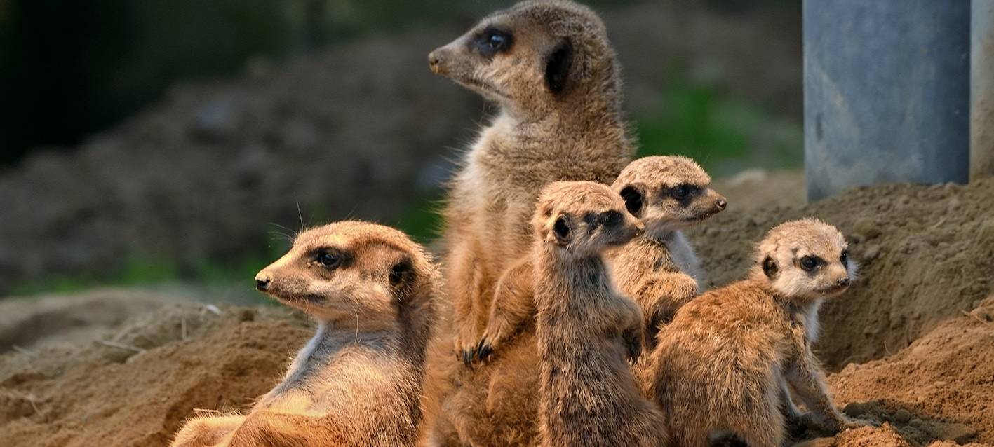 Putziger Nachwuchs bei den Erdmännchen