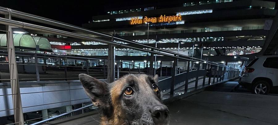Drogenspürhunde finden 218 Kilogramm Marihuana