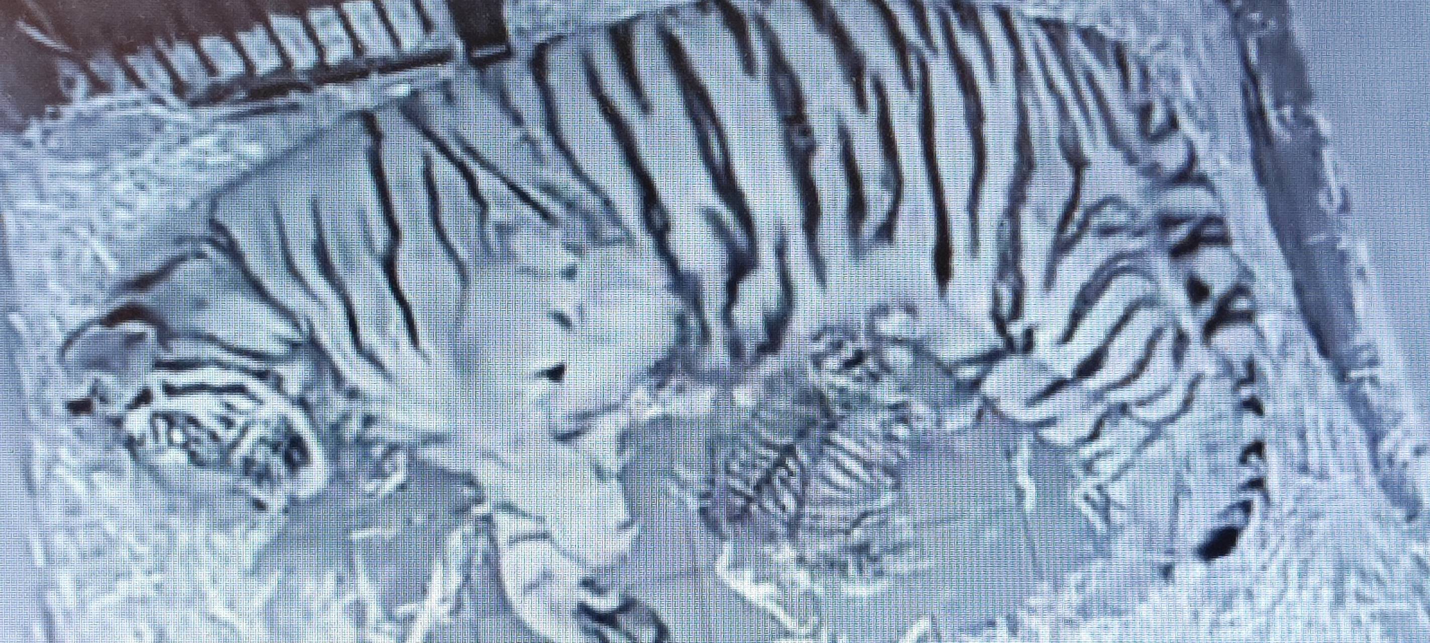 Tiger-Babys im Kölner Zoo geboren