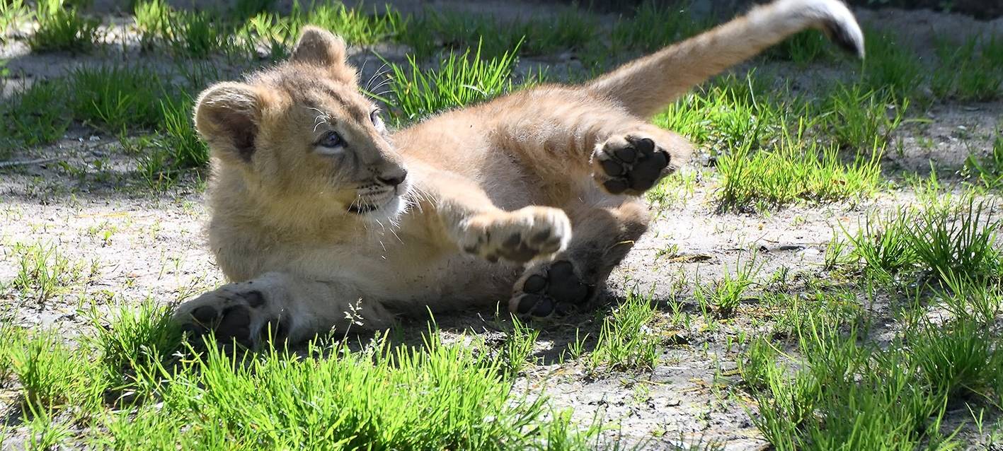 Kölner Zoo blickt auf wechselhaftes Jahr zurück