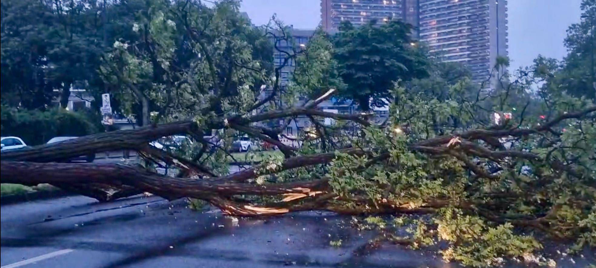 Baum stürzt auf Universitätsstraße
