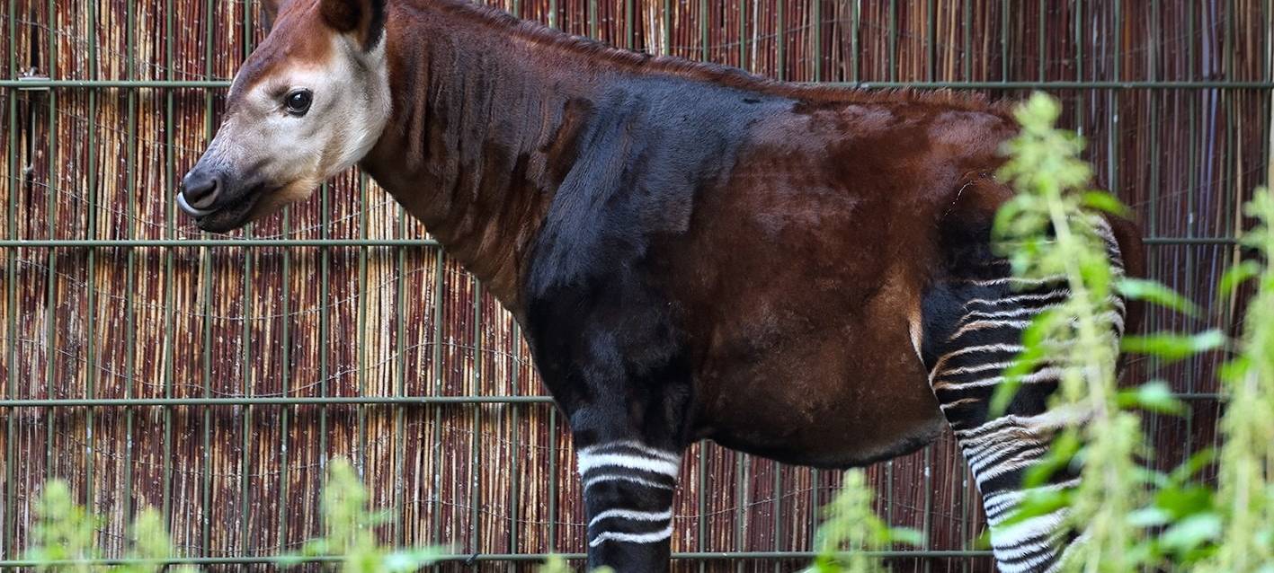 Okapi-Nachwuchs im Kölner Zoo