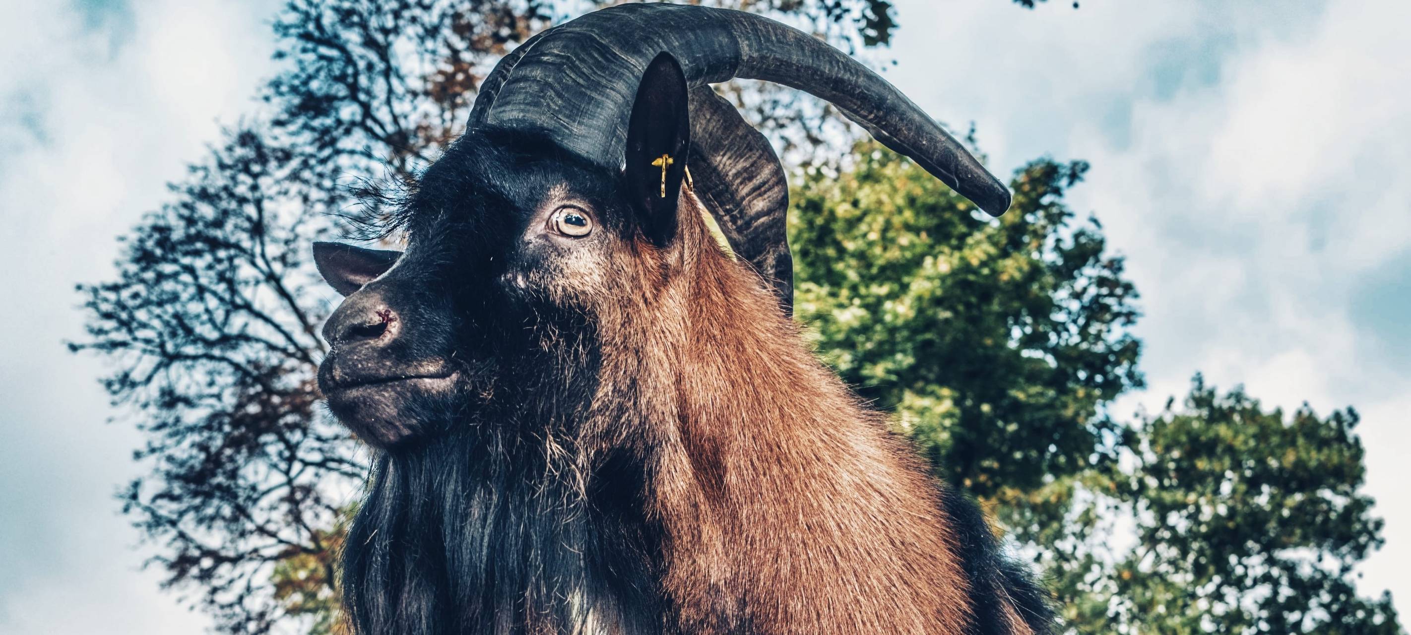 Hennes wird kölsches EM-Orakel