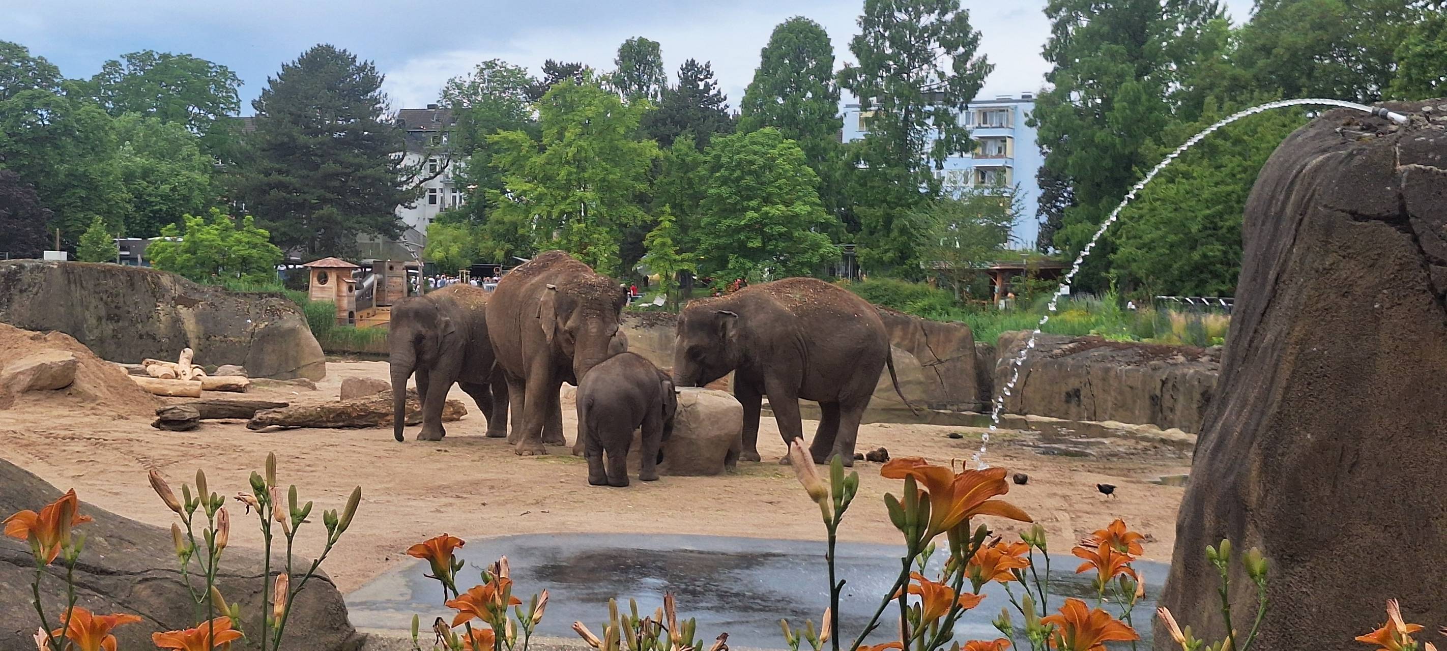 Kölner Zoo hat viele Pläne für das neue Jahr