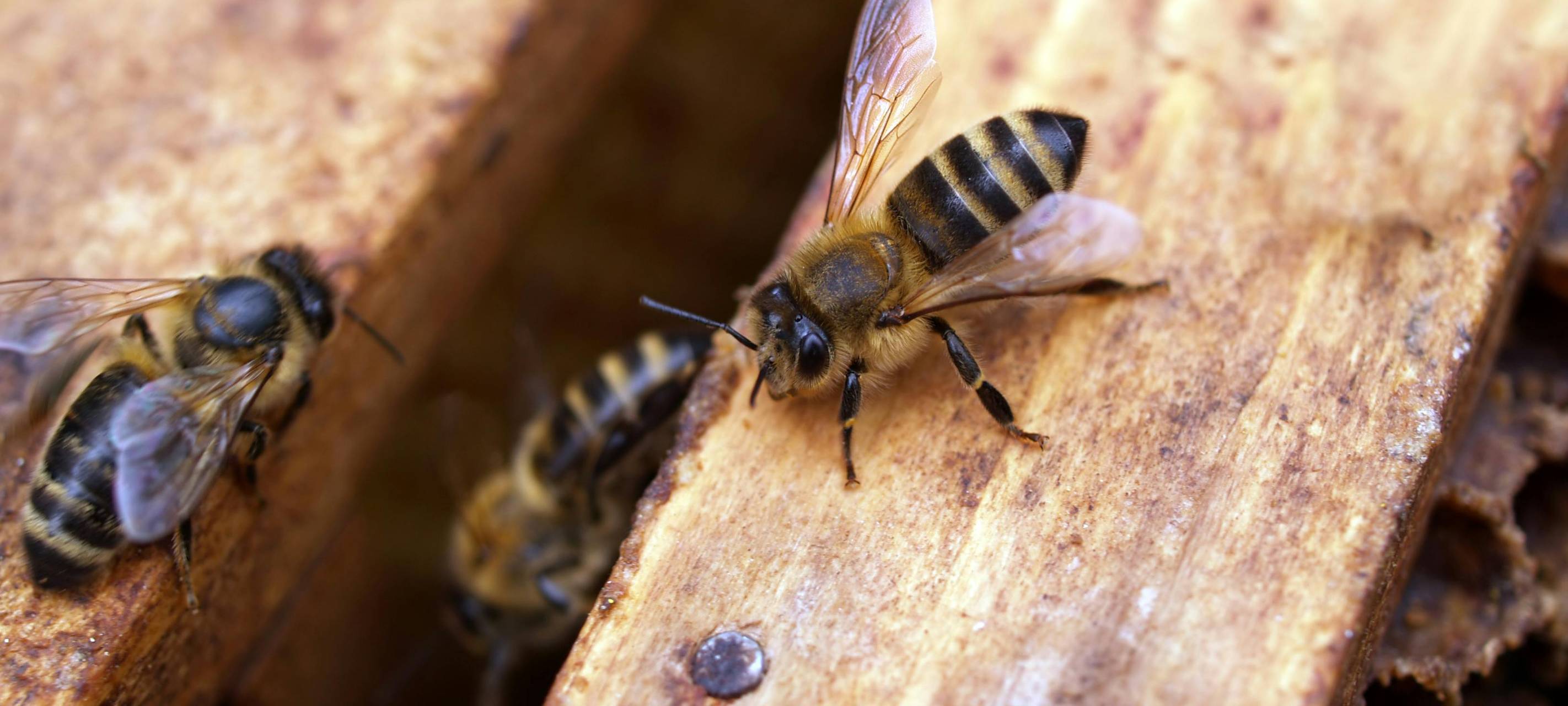 Kölner Gericht: Hähne und Bienen müssen weg aus Garten