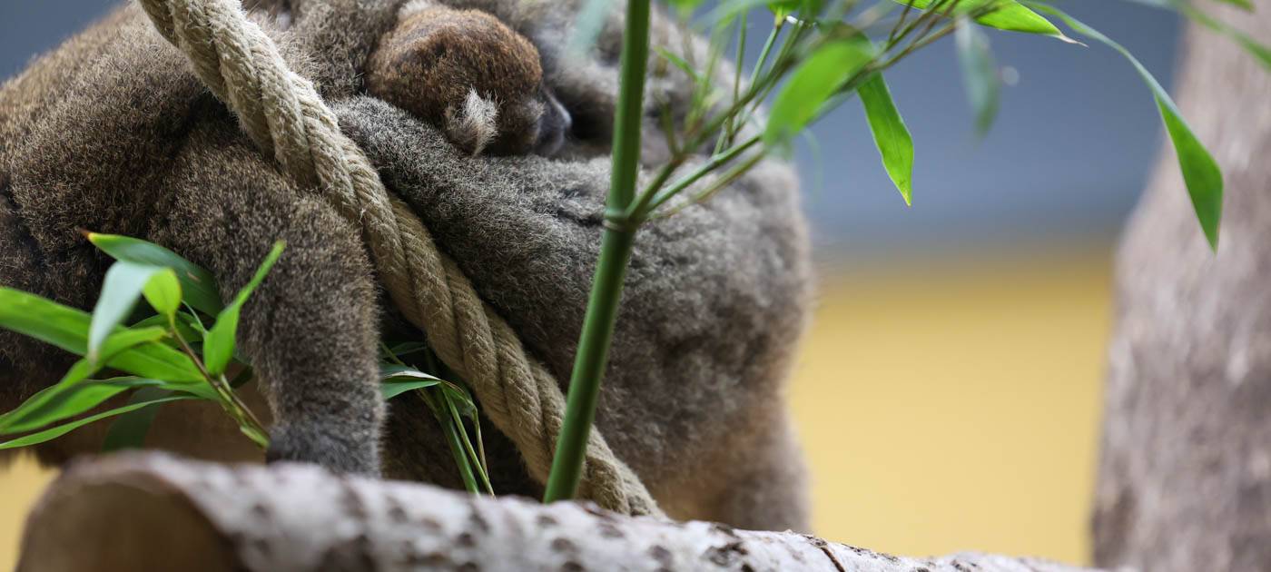 Kölner Zoo: Seltene Zwillingsgeburt bei Lemuren