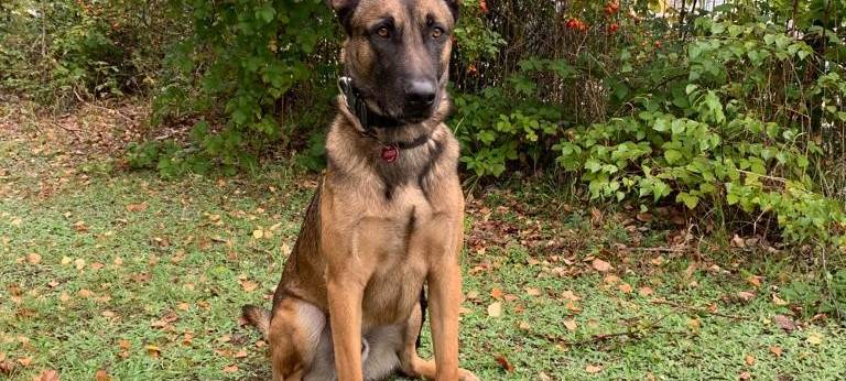 Polizeihund erschnüffelt Zigaretten