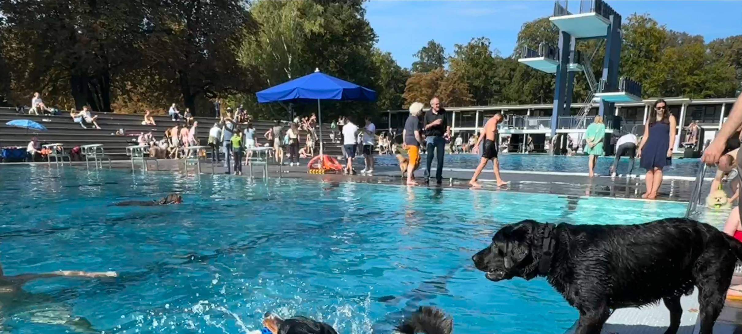Stadionbad öffnet am Sonntag für das 11. Hundeschwimmen