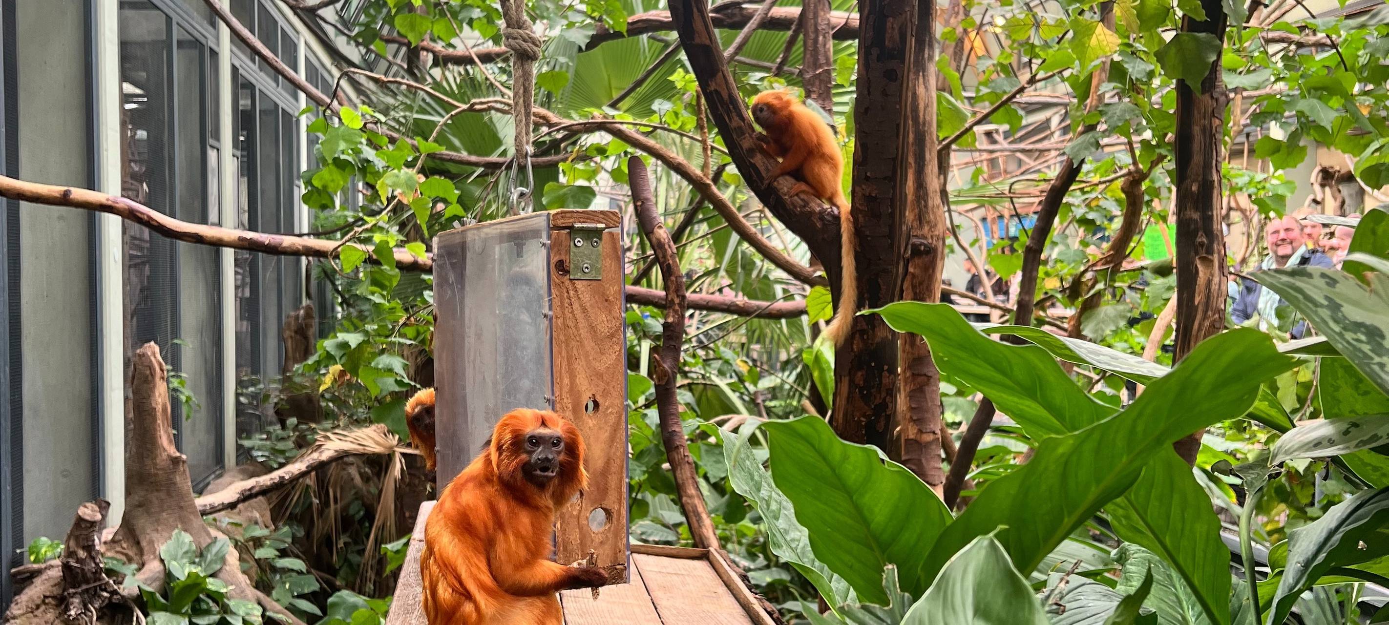 Kölner Zoo blickt auf 2025 zurück