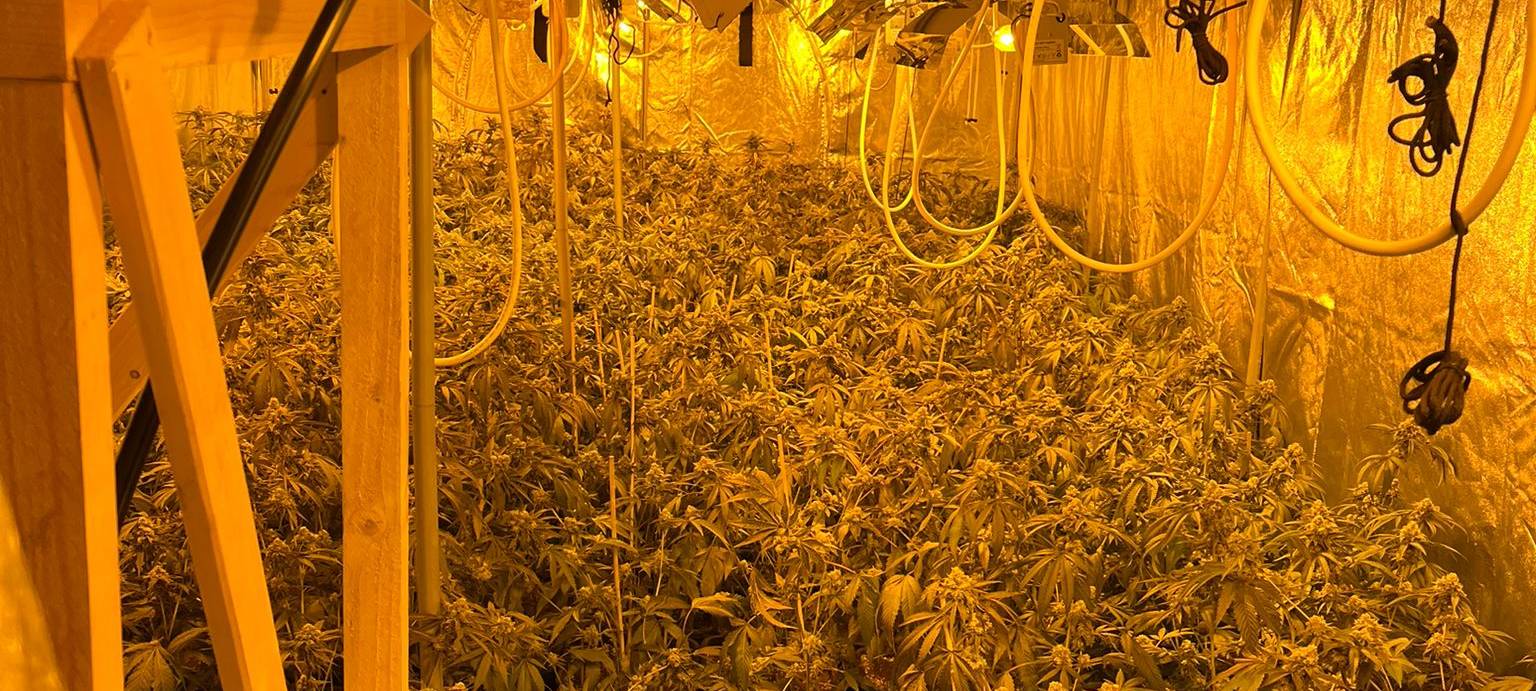 Cannabisplantage in der Innenstadt