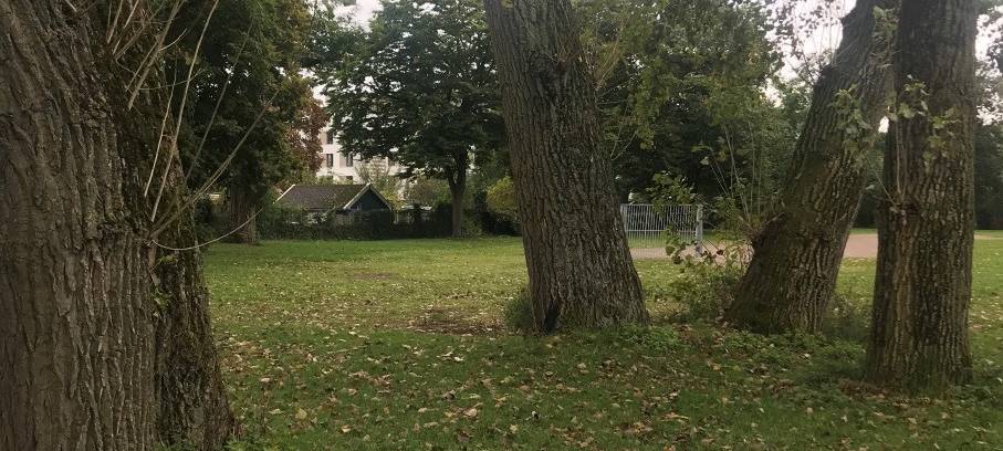 Grüngürtel: Unbekannte schädigen Baum