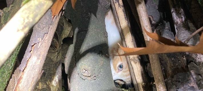 Zeuge verhindert Schlimmeres: Unbekannte wollen Katzenbaby anzünden