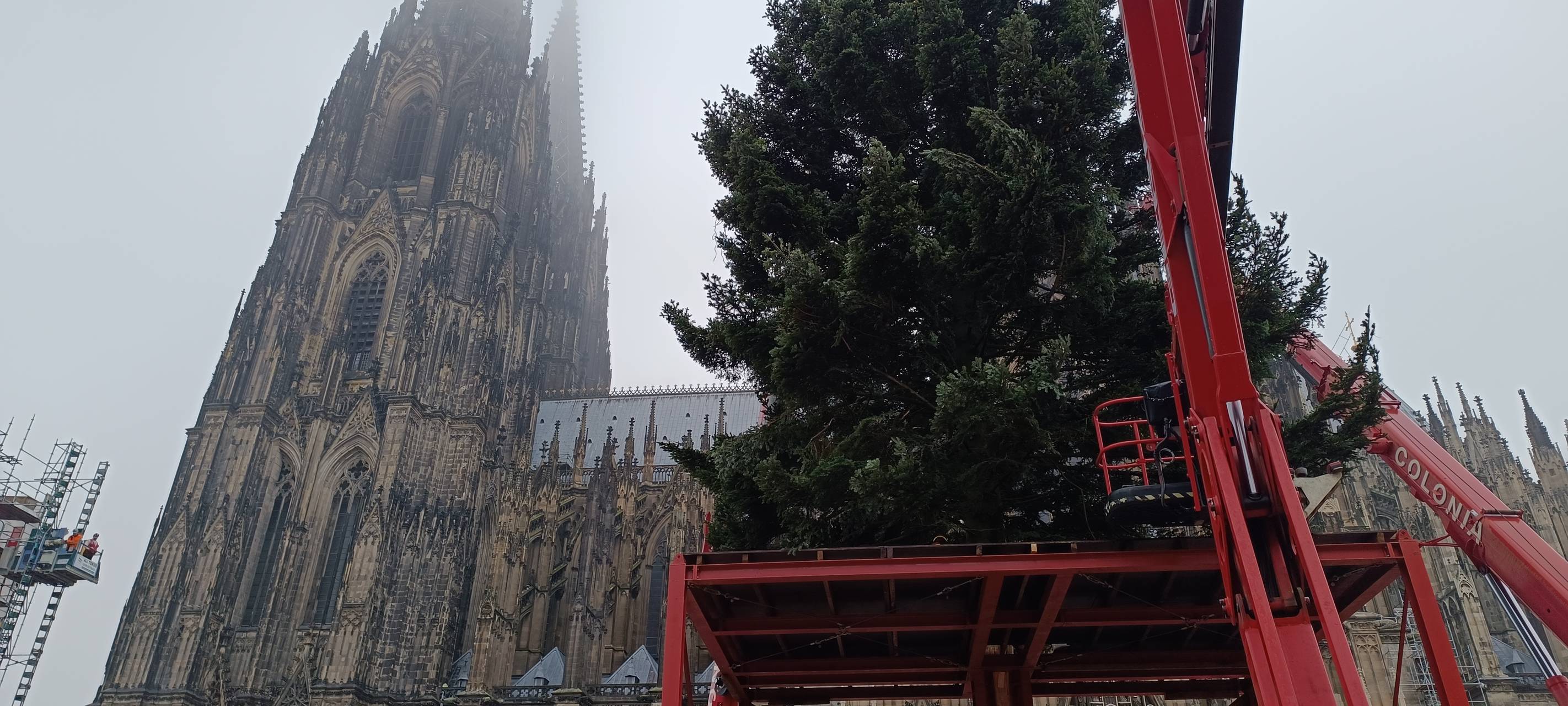 Weihnachtsmarkt am Dom: Der Baum steht