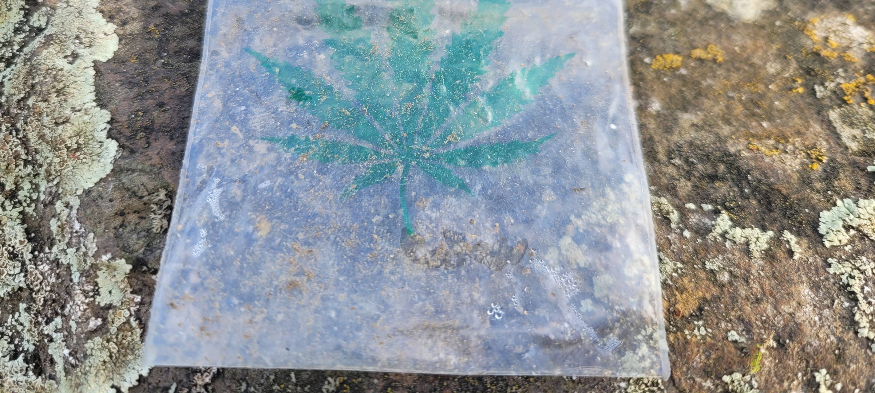 Erste Genehmigungen für Kölner Cannabis-Clubs