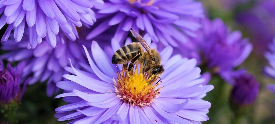 Hobby-Imkerei wird immer beliebter