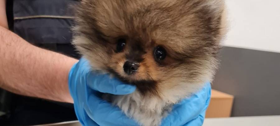 Hundewelpen im Gepäck entdeckt