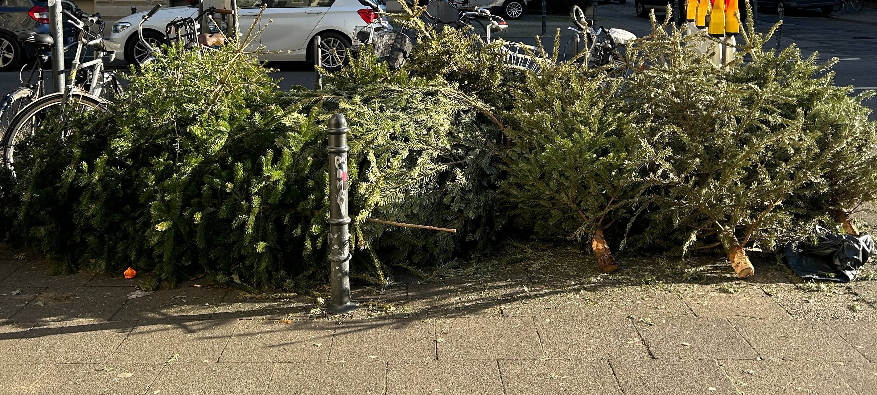 Kostenlose Weihnachtsbaumabfuhr der AWB startet in Köln