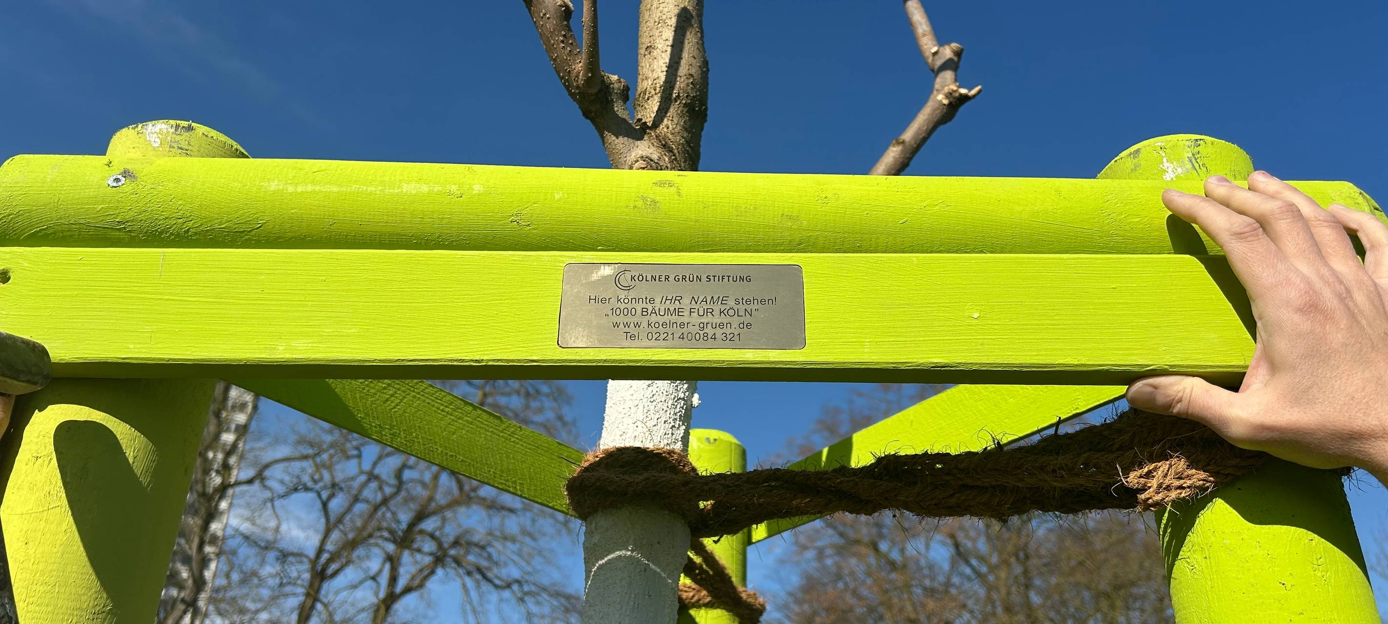 50 neue Bäume für den Vorgebirgspark
