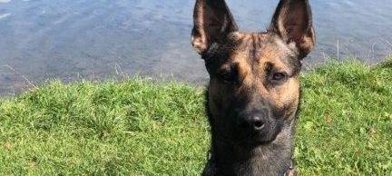 Polizeihund "Woodstock" schnappt Einbrecher