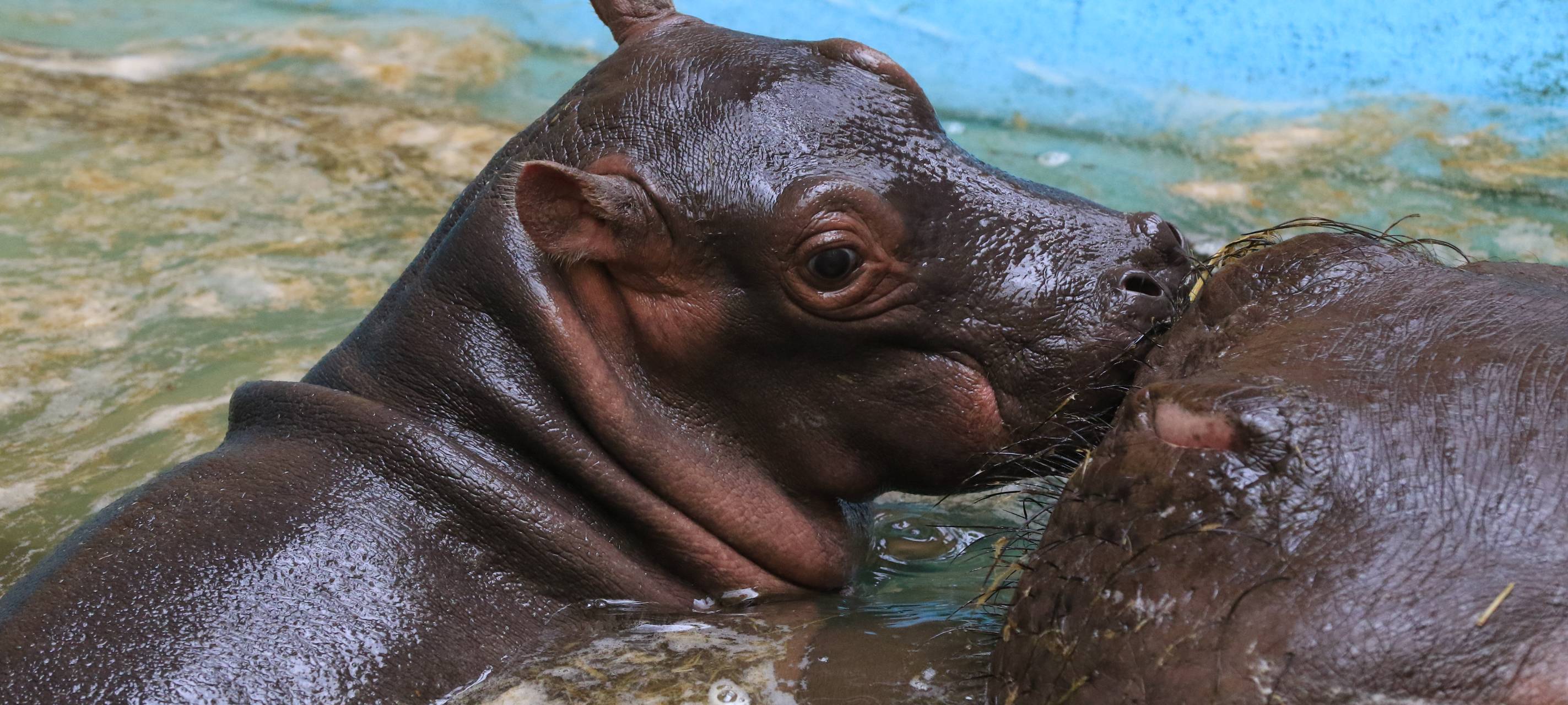 Baby-Flusspferd wohlauf
