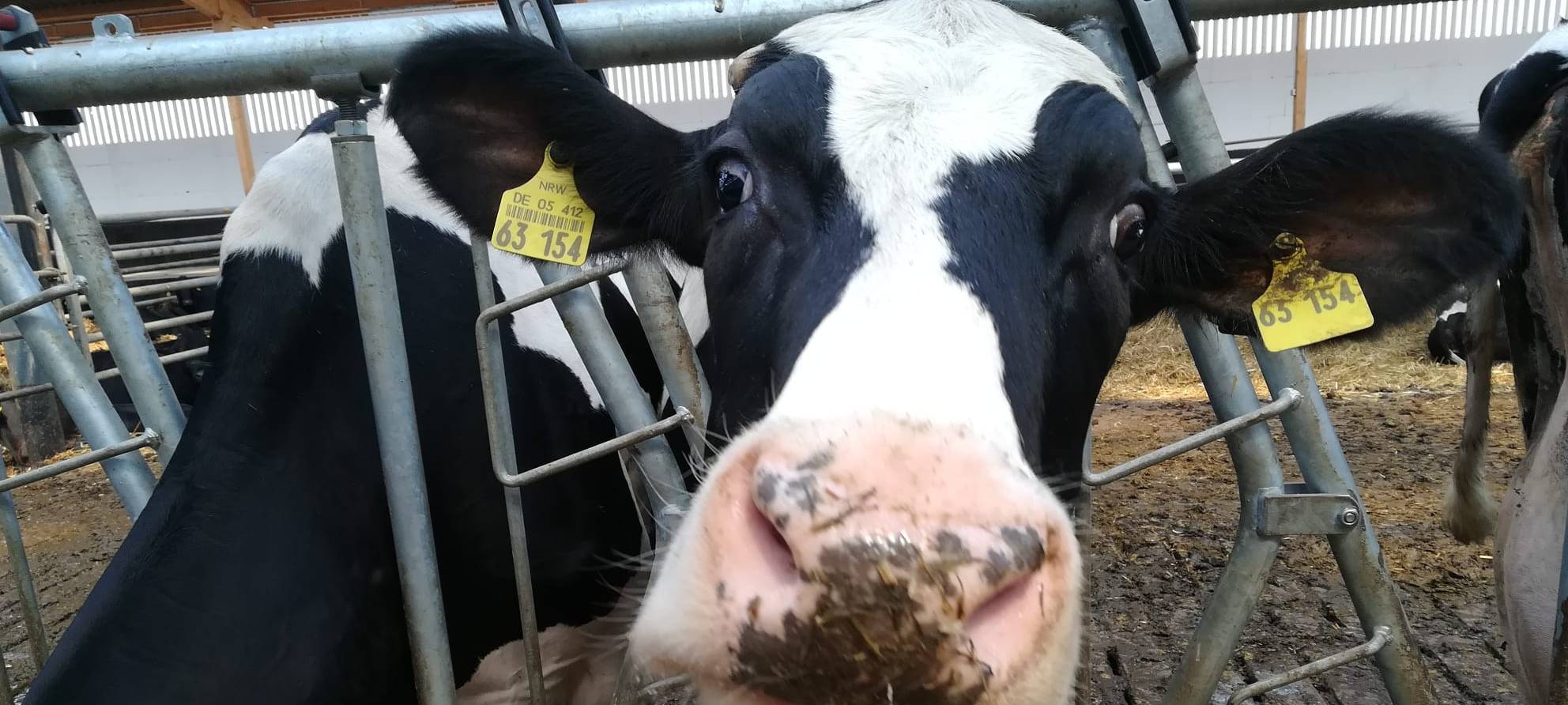 Prozess wegen Tierquälerei im Schlachthof startet