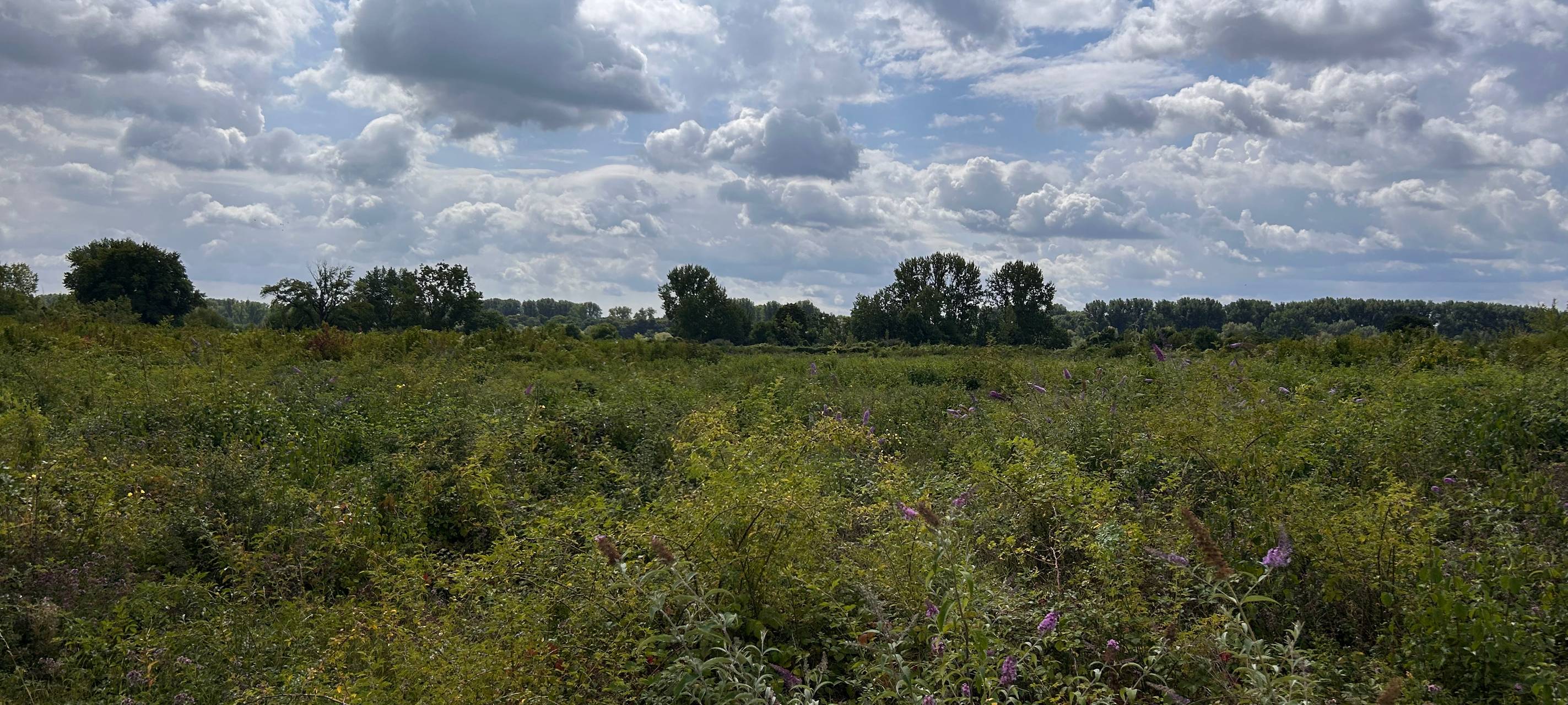 Seltene Pflanzenarten in der Sürther Aue