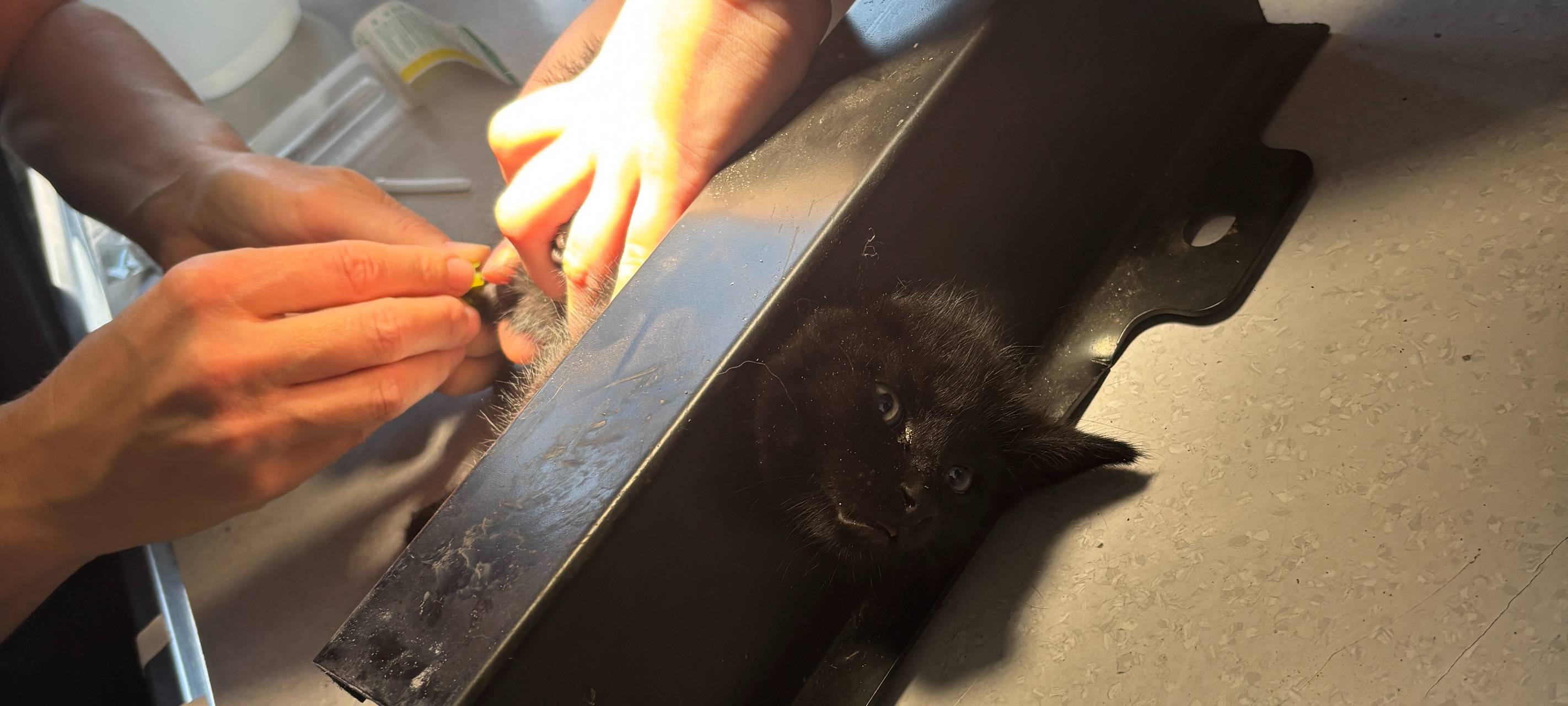 Feuerwehr befreit eingeklemmtes Katzenbaby