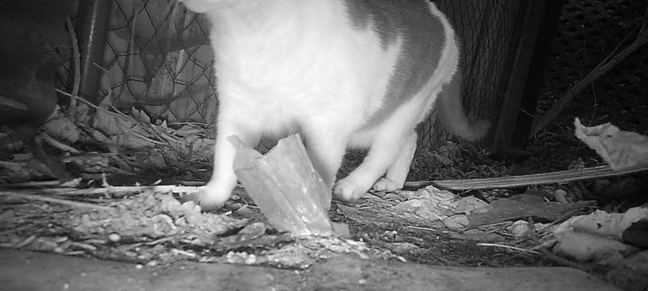 Neues Zuhause für Großmarktkatzen