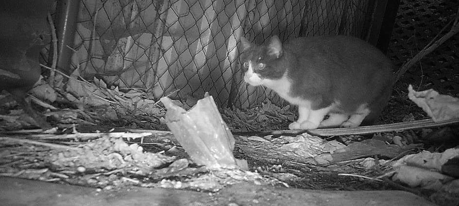 Suche für Unterbringung der Großmarktkatzen läuft wieder