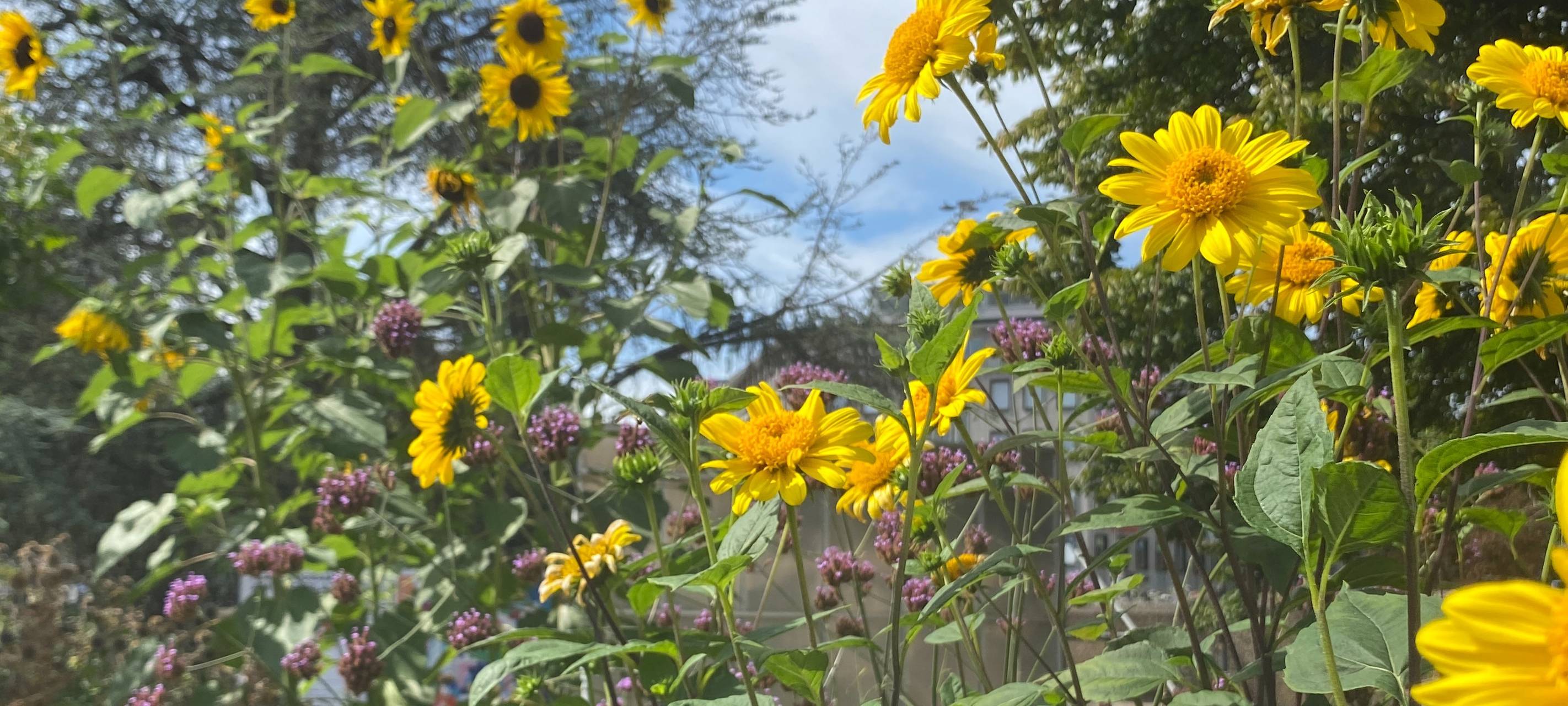 Kölner Sommer auf der Vogelsanger Straße