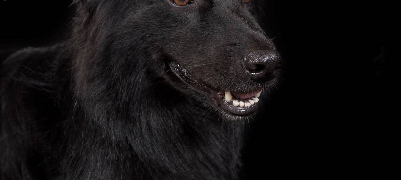 Zoll-Spürhund erschnüffelt 26 Kilogramm Ketamin