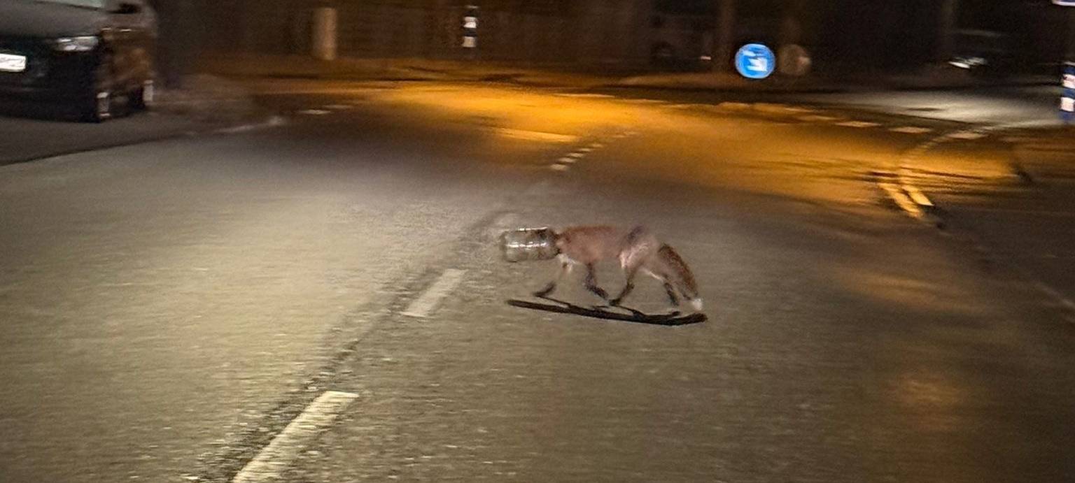 Köln sucht einen Fuchs