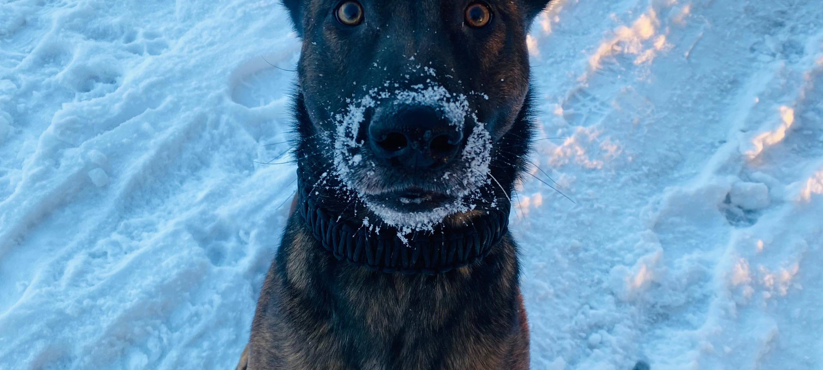 Drogenfund: Polizeihund Ciri hat den richtigen Riecher