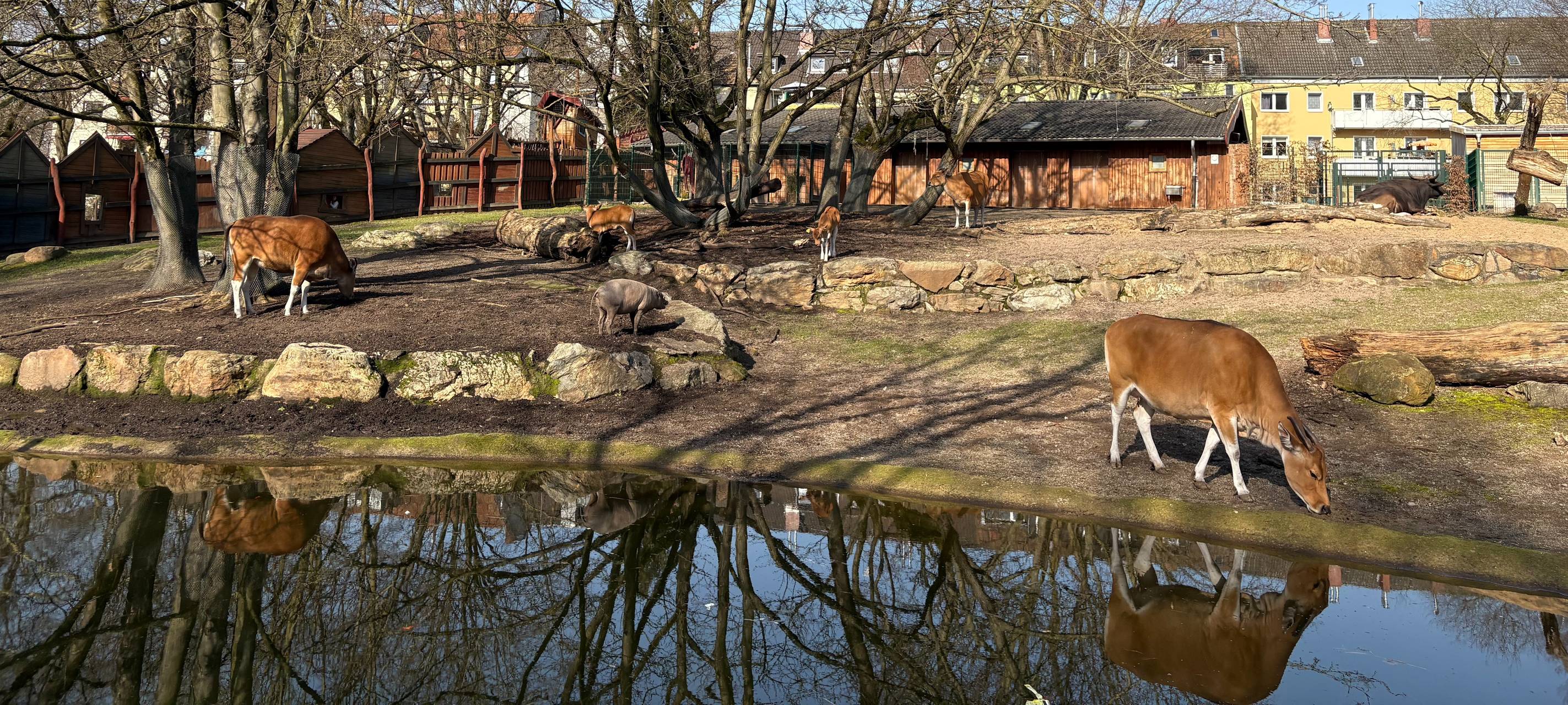 Nachwuchs bei bedrohter Art im Zoo