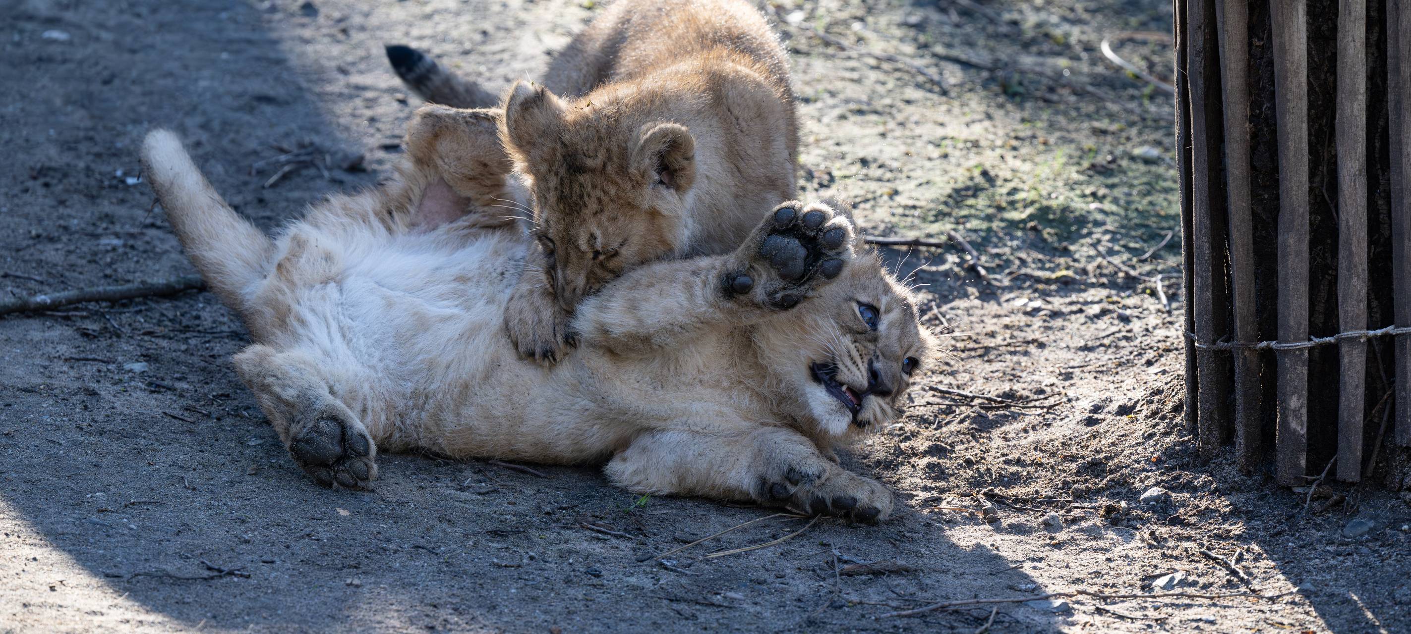Kölner Zoo stellt Löwennachwuchs vor