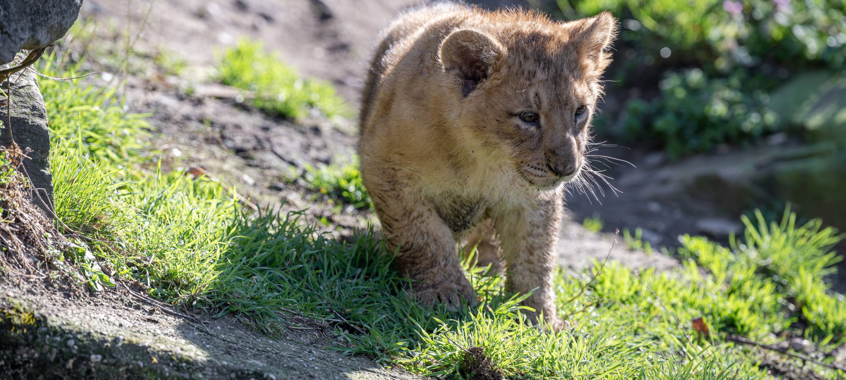 Kölner Zoo stellt Löwennachwuchs vor