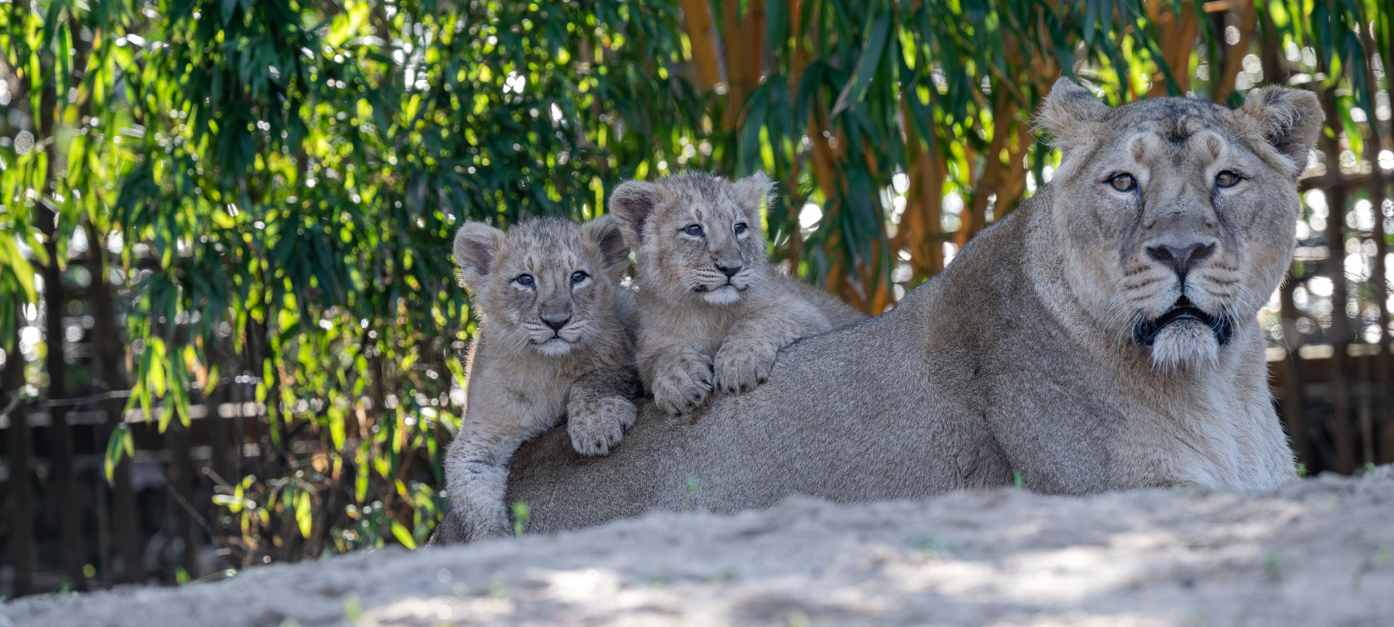 Kölner Zoo stellt Löwennachwuchs vor